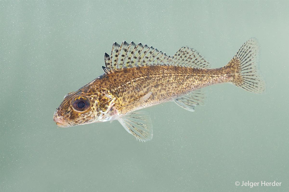 Gymnocephalus cernua (door Jelger Herder)