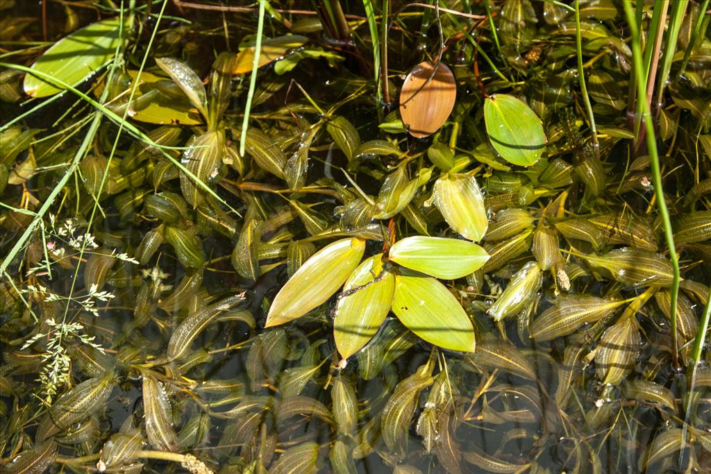 Potamogeton x angustifolius (door Bert Lanjouw)