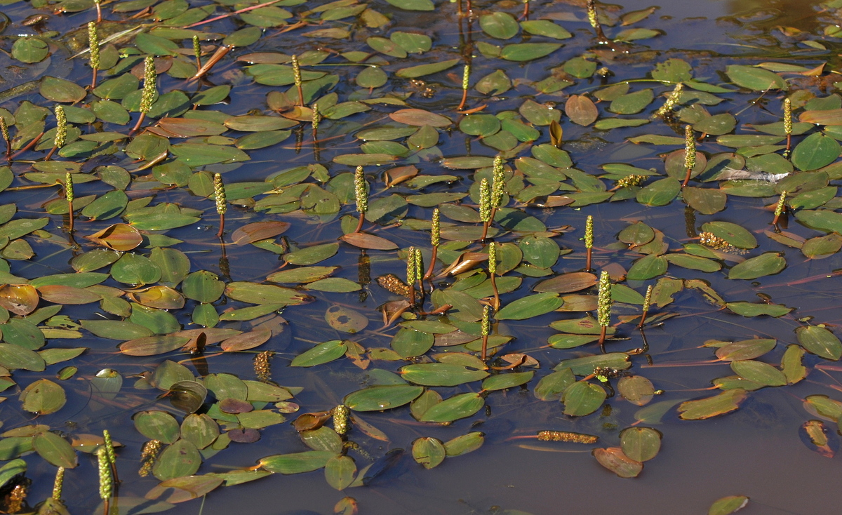 Potamogeton natans (door Willie Riemsma)