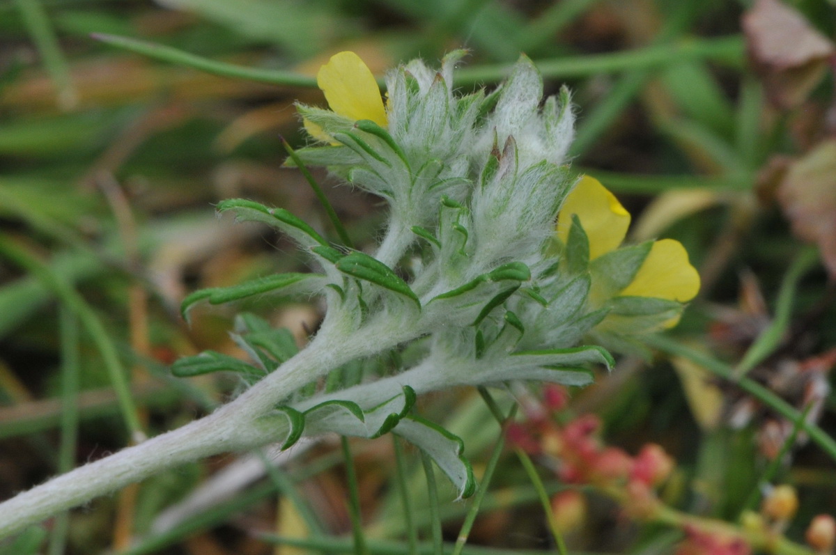 Potentilla argentea (door Hans Toetenel)