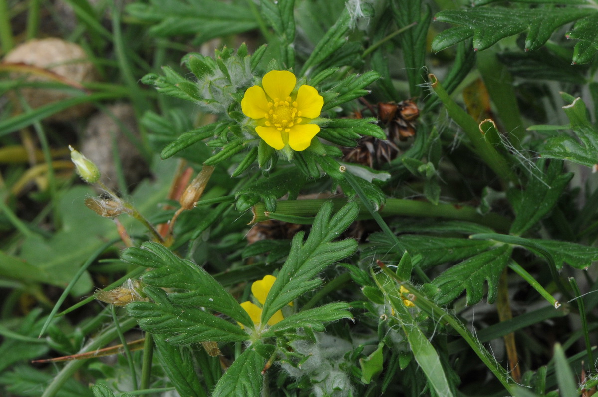 Potentilla argentea (door Hans Toetenel)