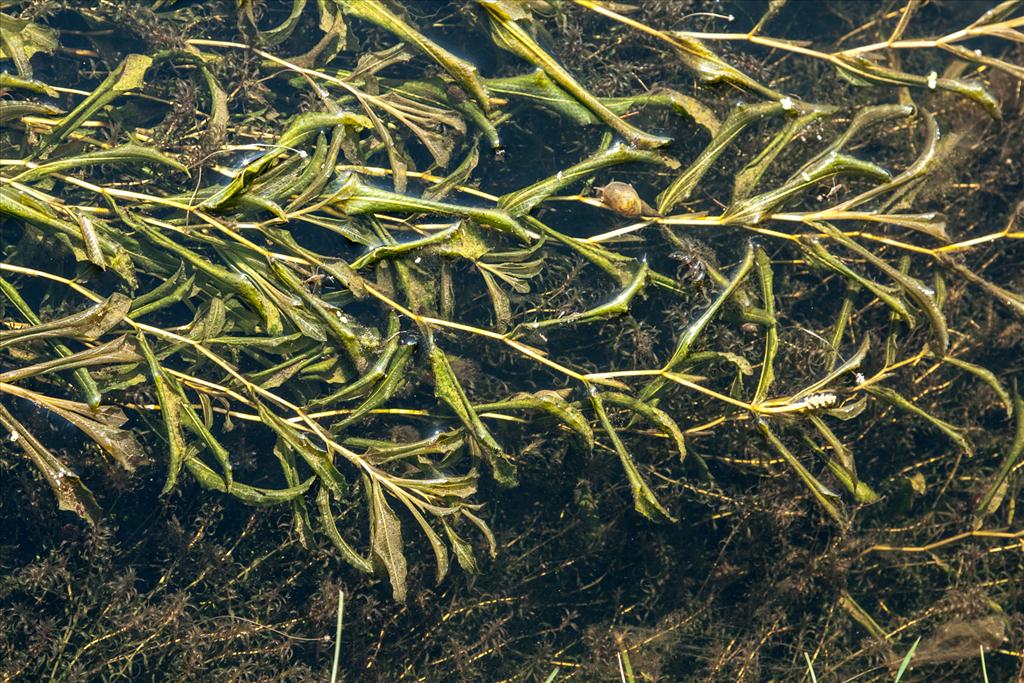 Potamogeton x salicifolius (door Bert Lanjouw)