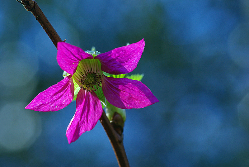 Rubus spectabilis (door Hans Adema)