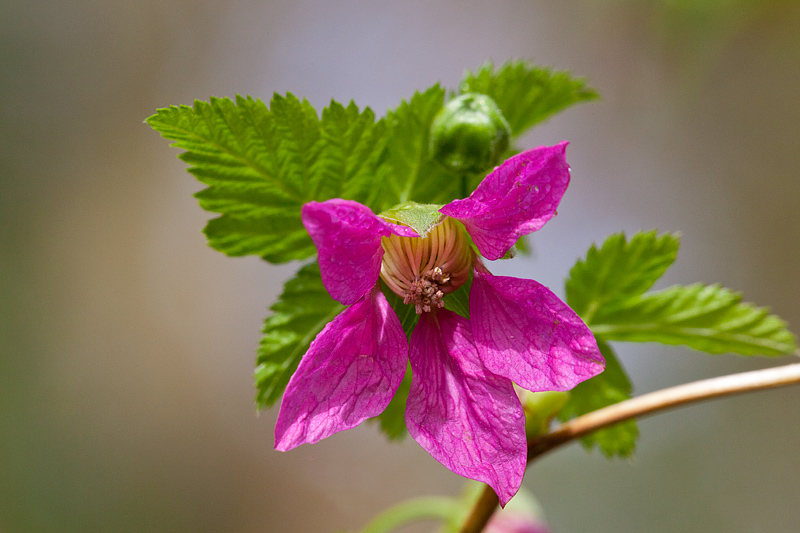 Rubus spectabilis (door John Breugelmans)