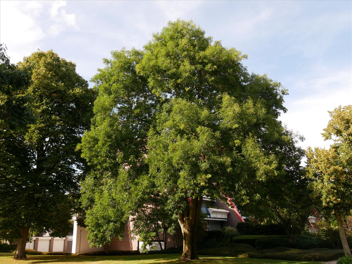 Fraxinus excelsior (door Wim van der Neut)