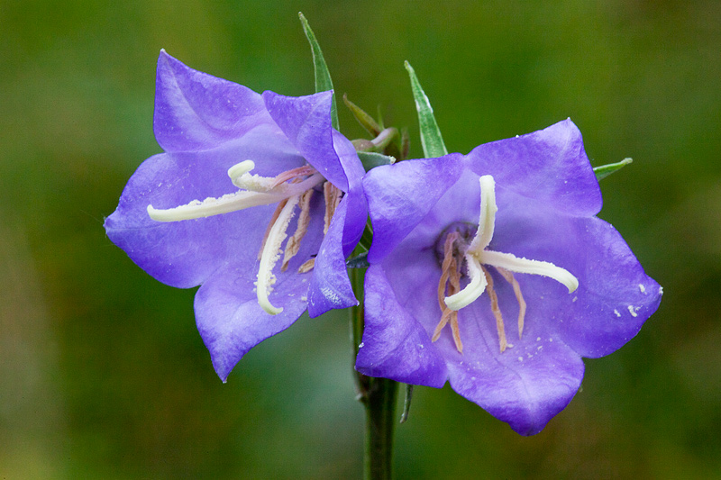 Campanula persicifolia (door John Breugelmans)