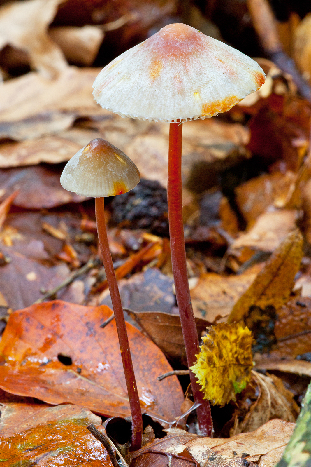 Mycena crocata (door John Breugelmans)