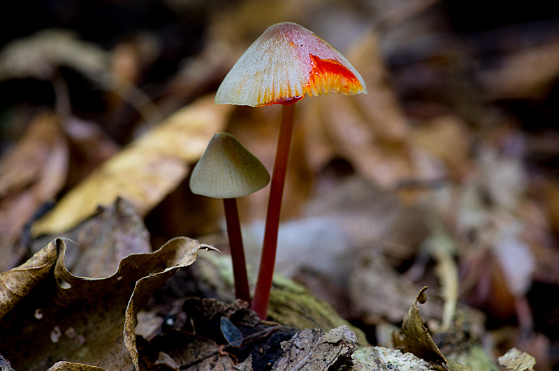 Mycena crocata (door Hans Adema)