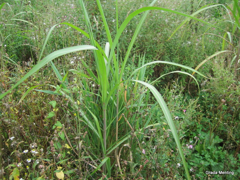 Miscanthus sinensis (door Grada Menting)