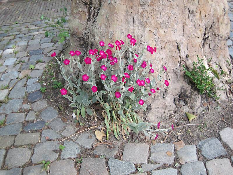 Silene coronaria (door Grada Menting)