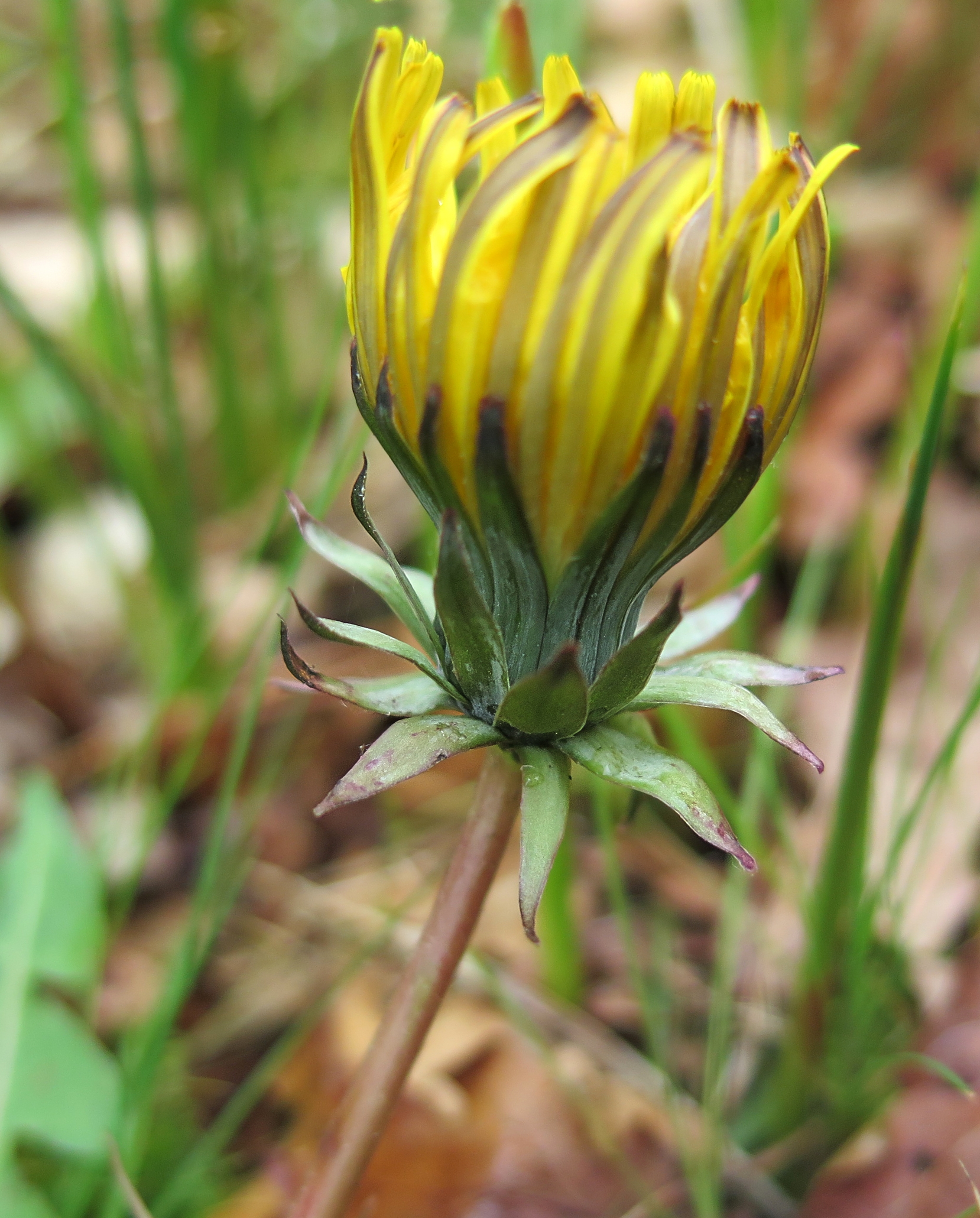 Taraxacum prionum (door Otto Zijlstra)