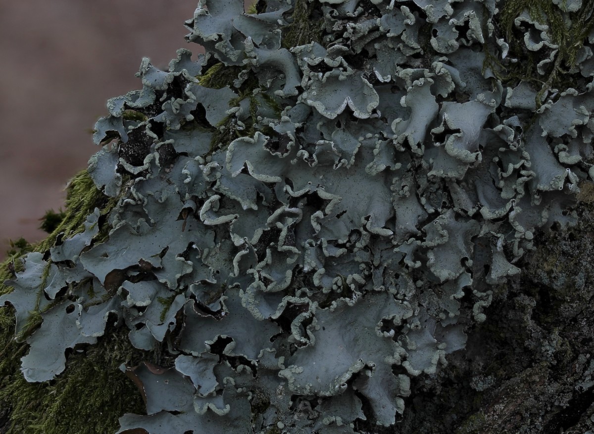 Parmotrema perlatum (door Arjan de Groot)