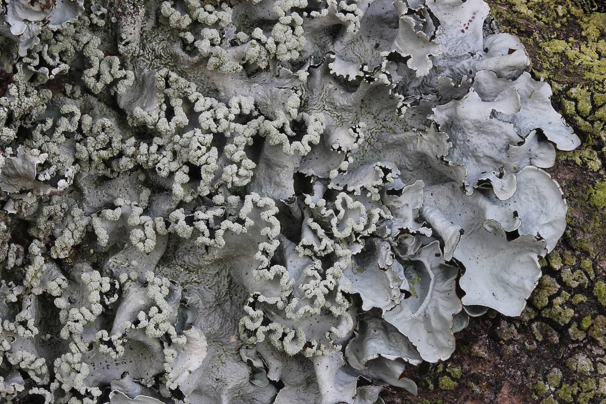 Parmotrema perlatum (door Arjan de Groot)