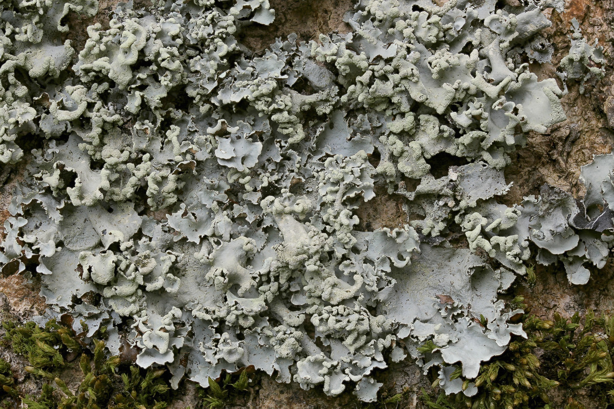 Parmotrema perlatum (door Arjan de Groot)