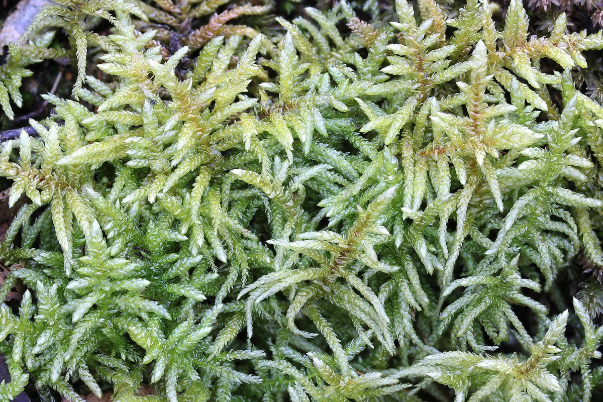 Pseudoscleropodium purum (door Arjan de Groot)