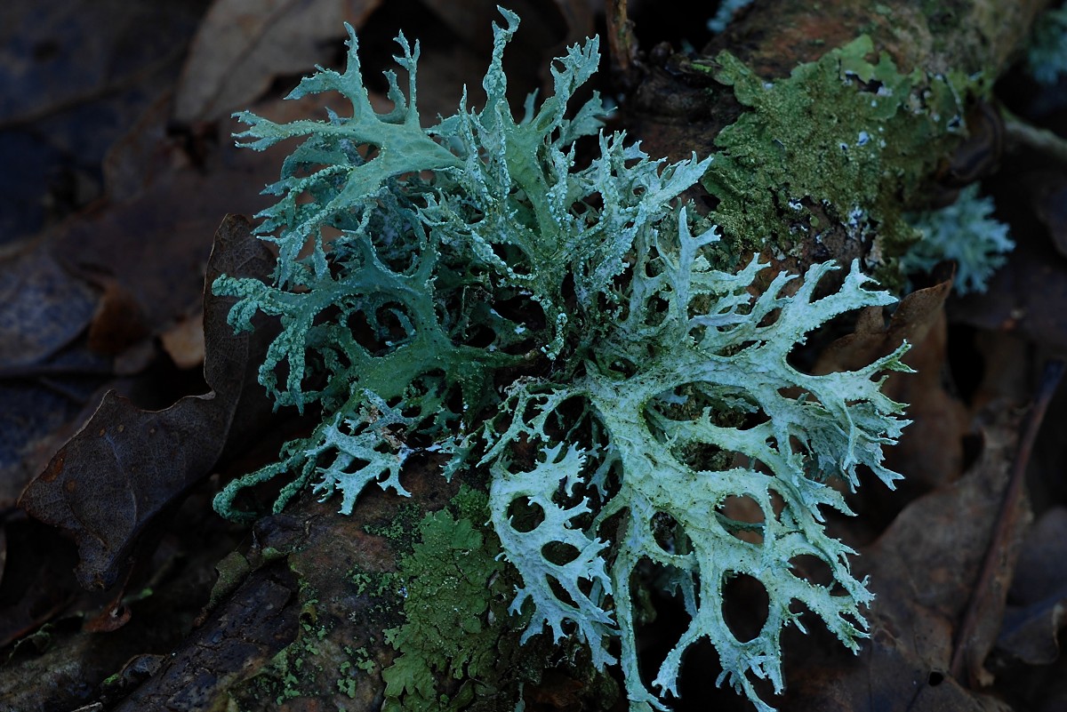 Evernia prunastri (door Arjan de Groot)