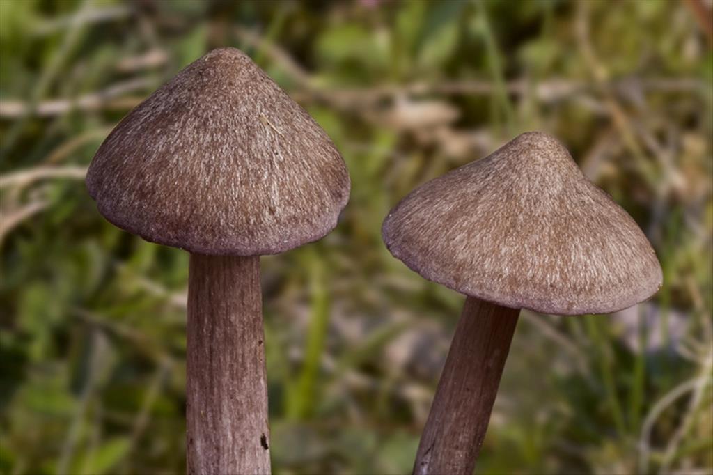 Entoloma porphyrophaeum (door Gerben Winkel)