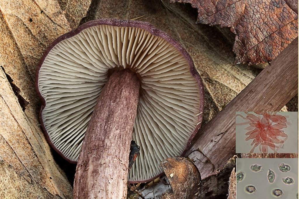 Entoloma porphyrophaeum (door Gerben Winkel)