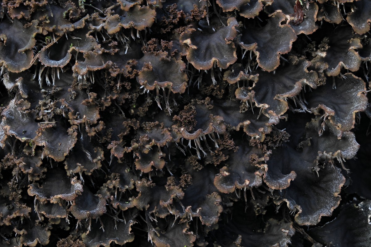 Peltigera praetextata (door Arjan de Groot)