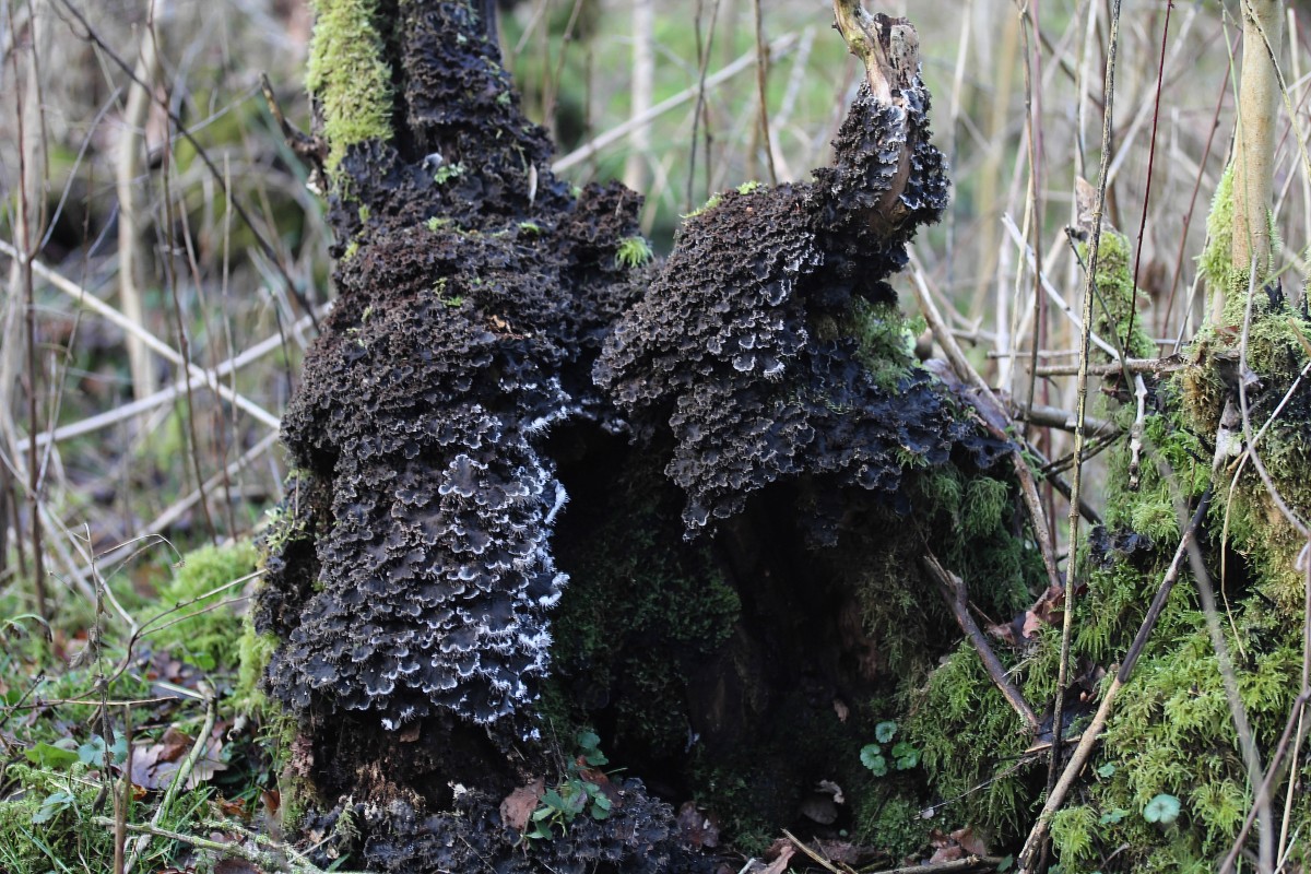 Peltigera praetextata (door Arjan de Groot)