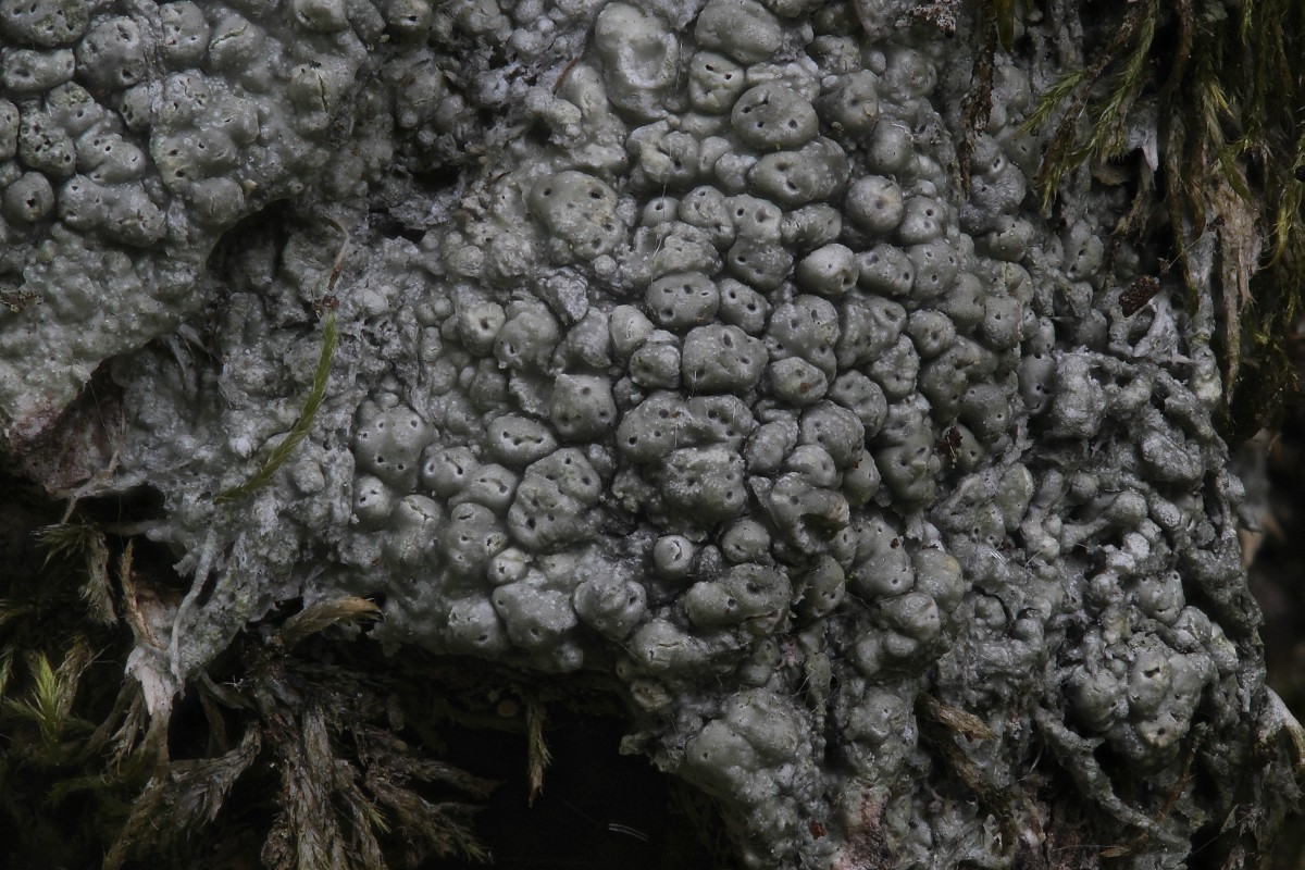 Pertusaria pertusa (door Arjan de Groot)