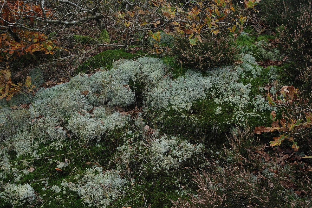 Cladonia portentosa (door Arjan de Groot)