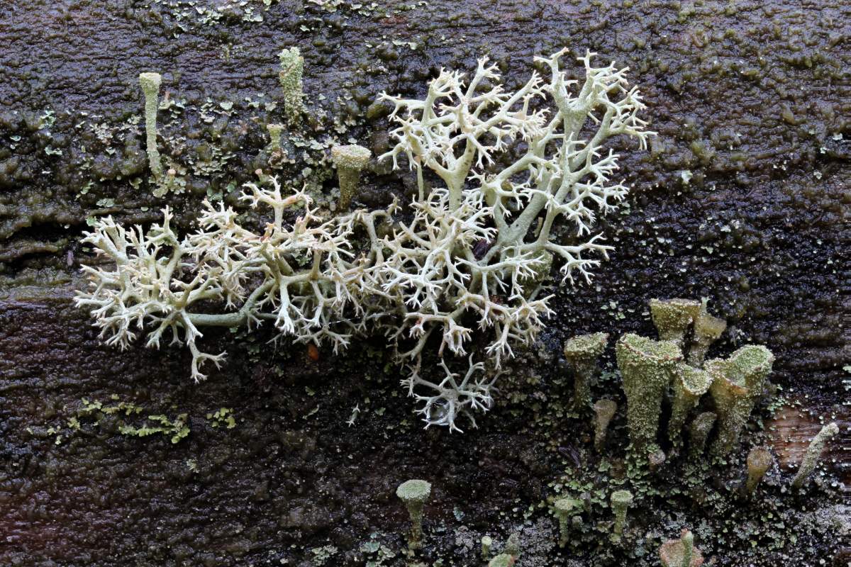 Cladonia portentosa (door Arjan de Groot)