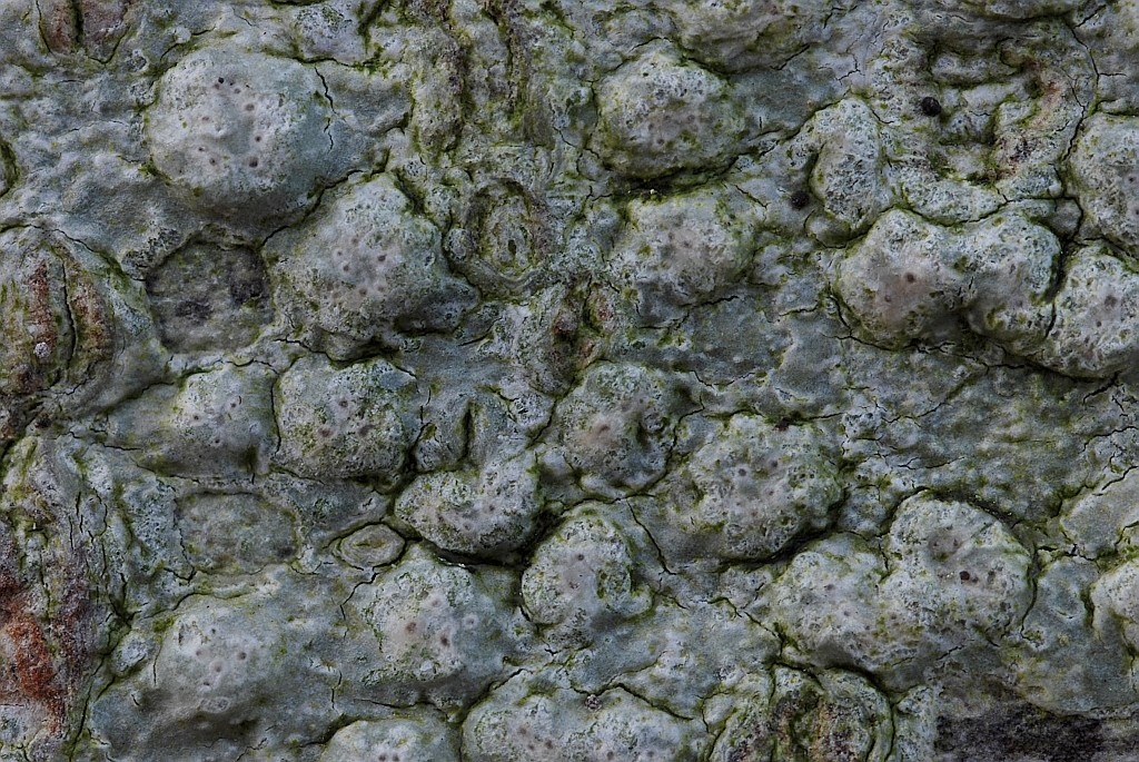 Pertusaria pertusa (door Arjan de Groot)