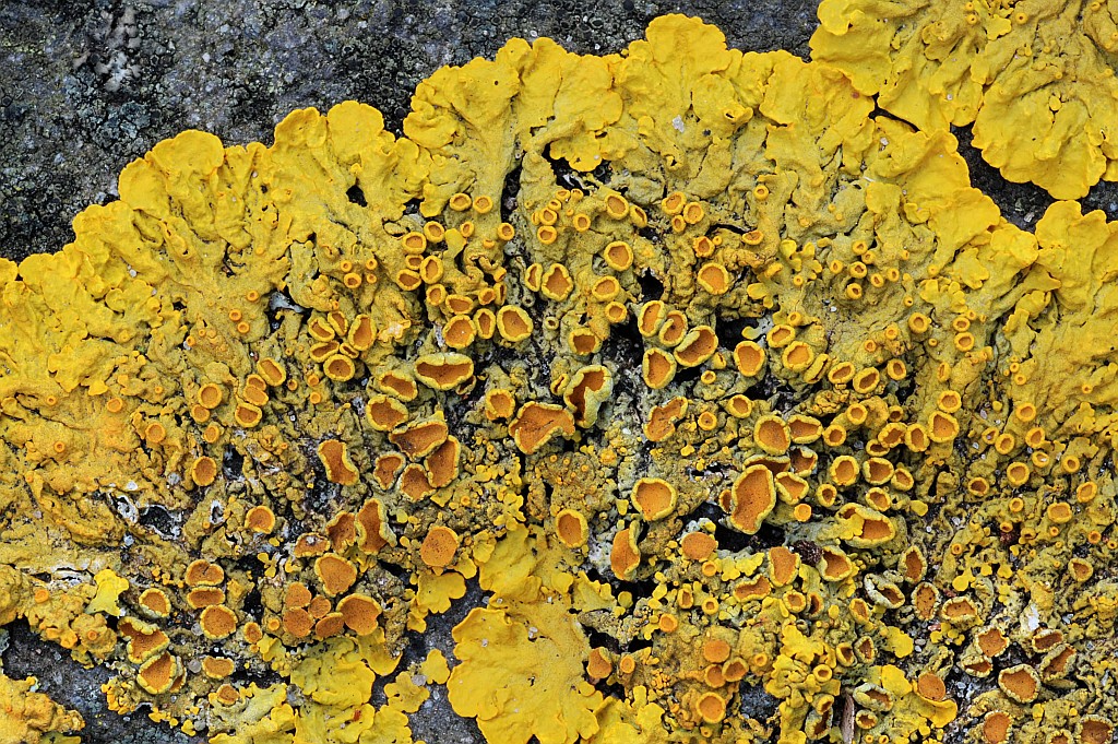 Xanthoria parietina (door Arjan de Groot)