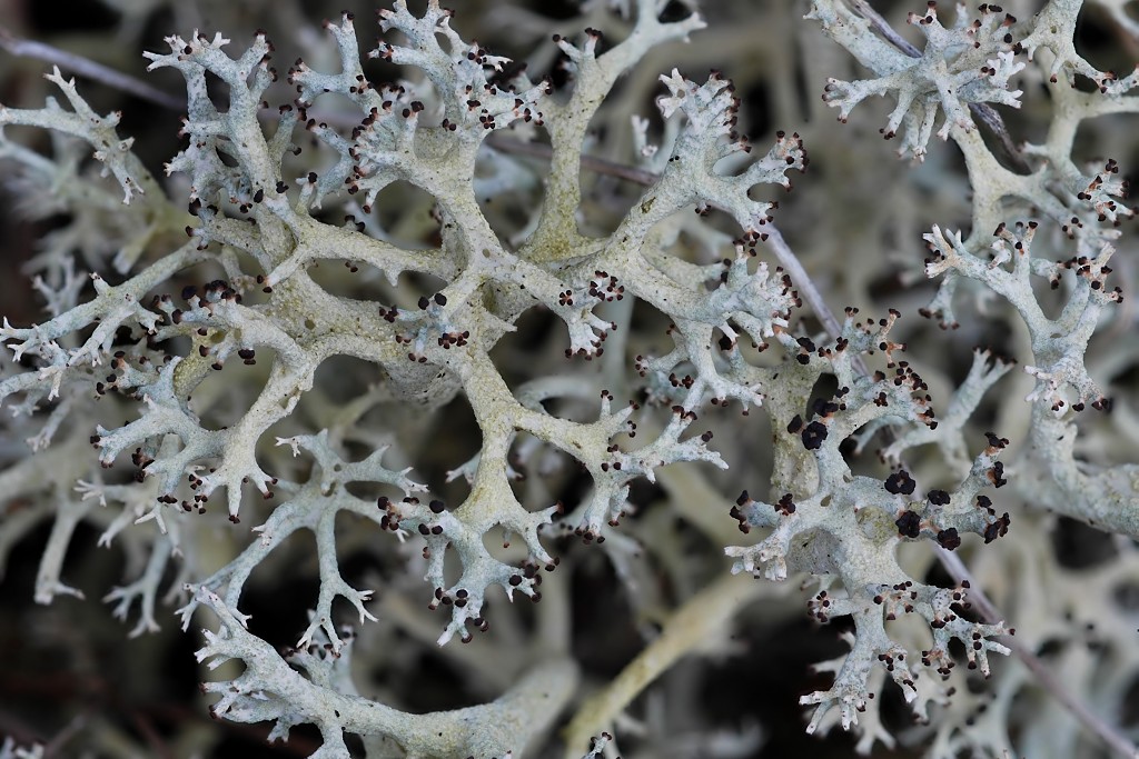 Cladonia portentosa (door Arjan de Groot)