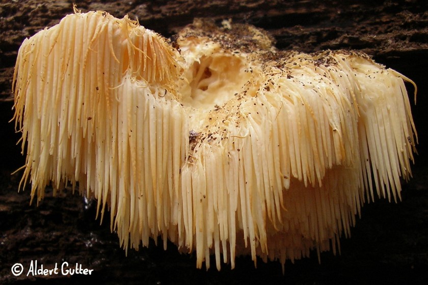 Hericium erinaceus (door Aldert Gutter)