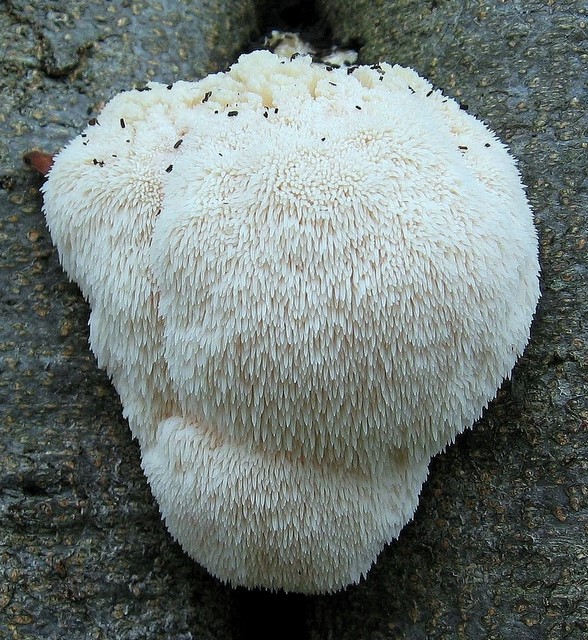 Hericium erinaceus (door Gio van Bernebeek)