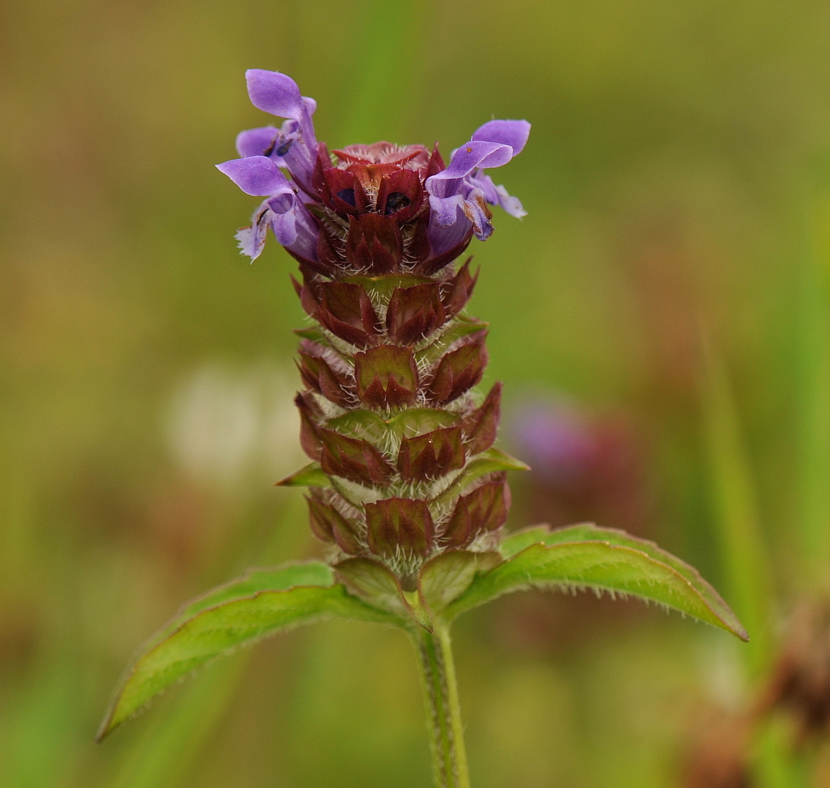 Prunella vulgaris (door Willie Riemsma)