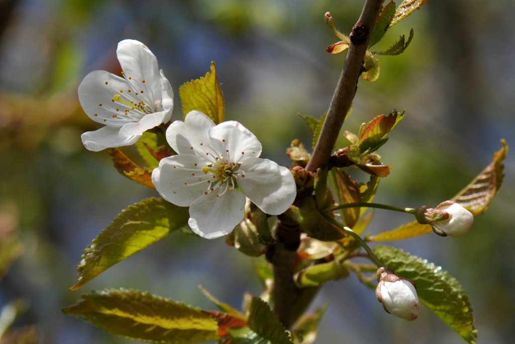 Prunus avium (door Willie Riemsma)