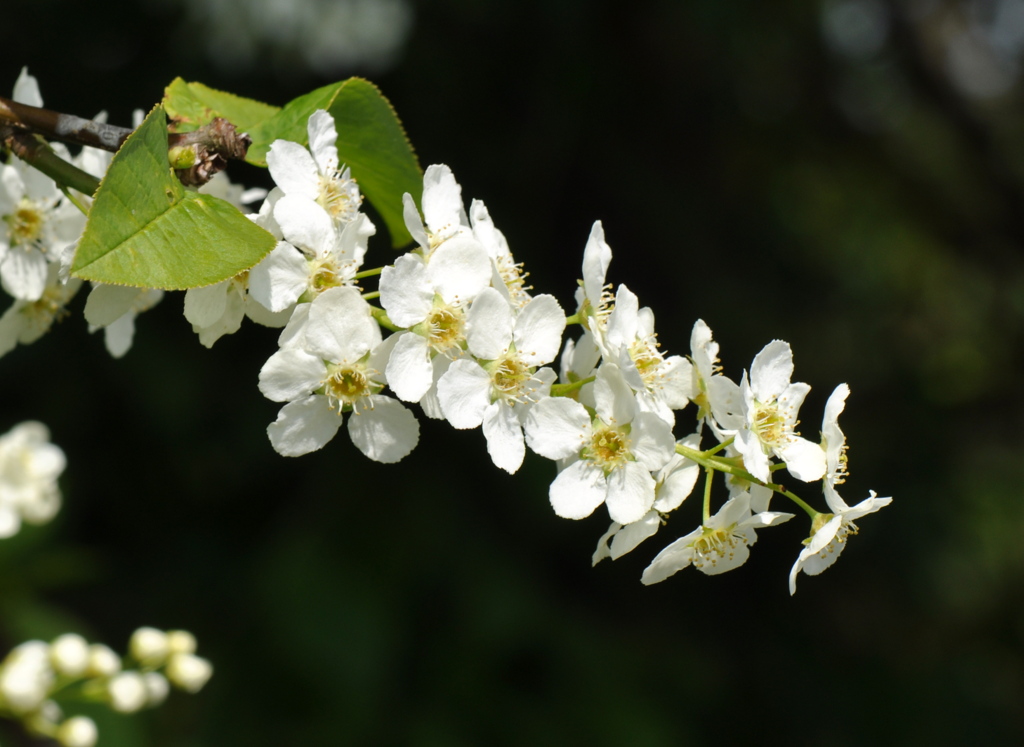 Prunus padus (door Willie Riemsma)