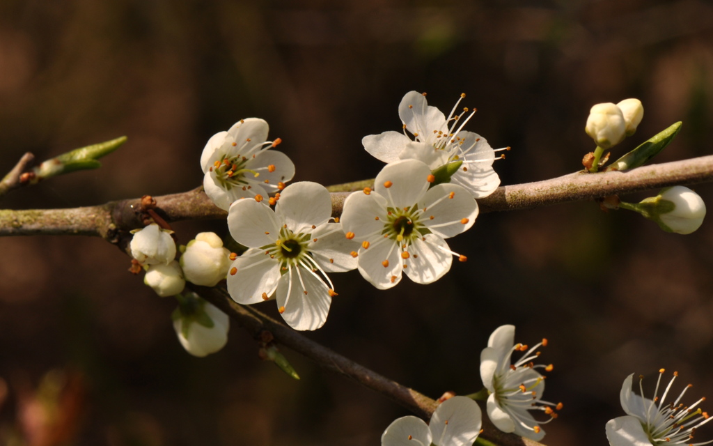 Prunus spinosa (door Willie Riemsma)