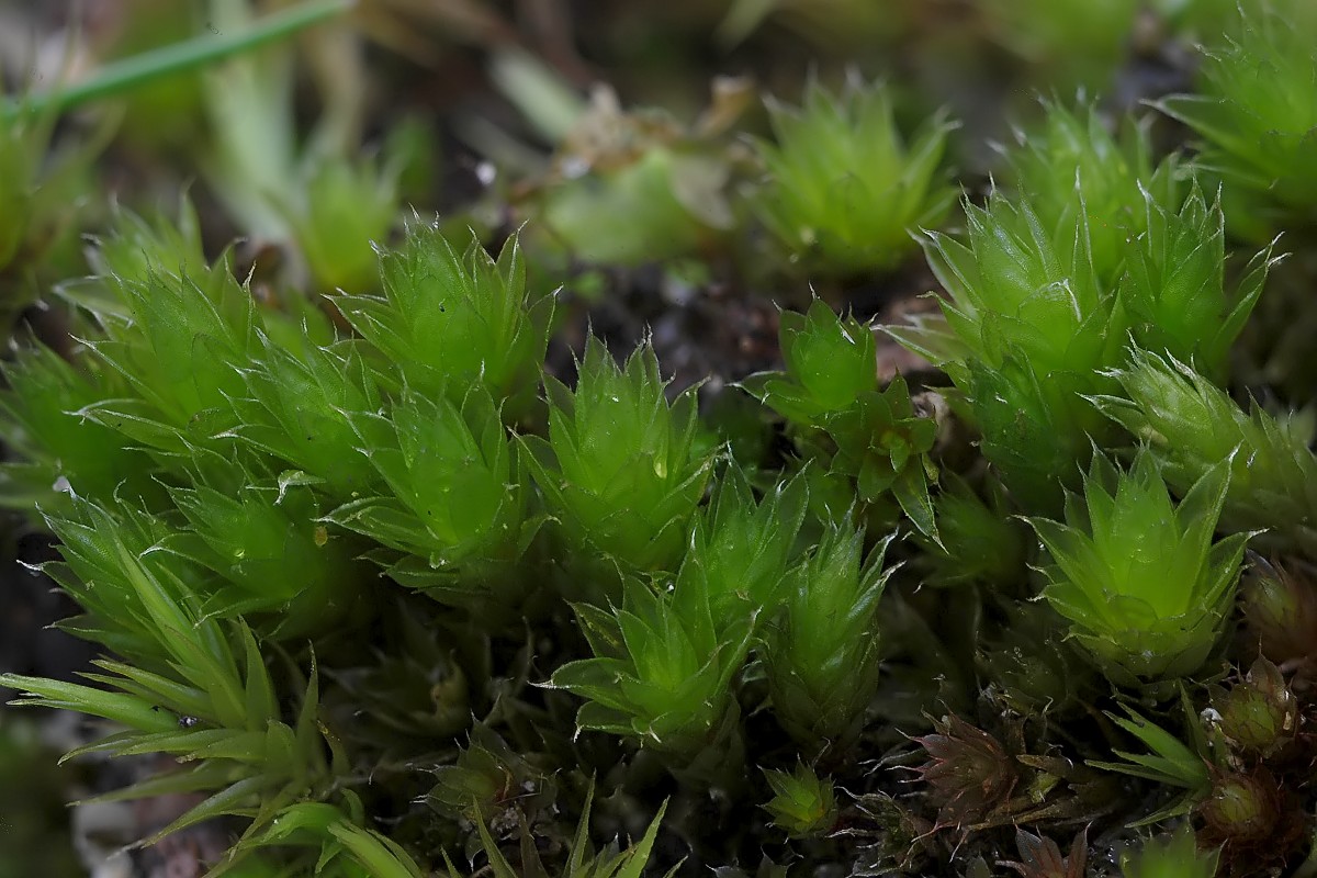 Bryum provinciale (door Arjan de Groot)