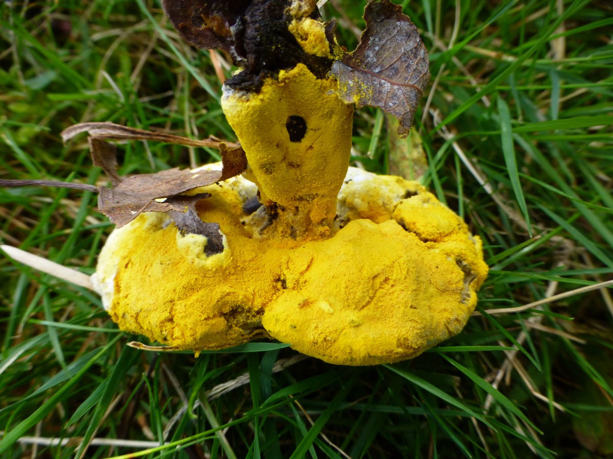 Hypomyces chrysospermus (door Tjerk Nawijn)