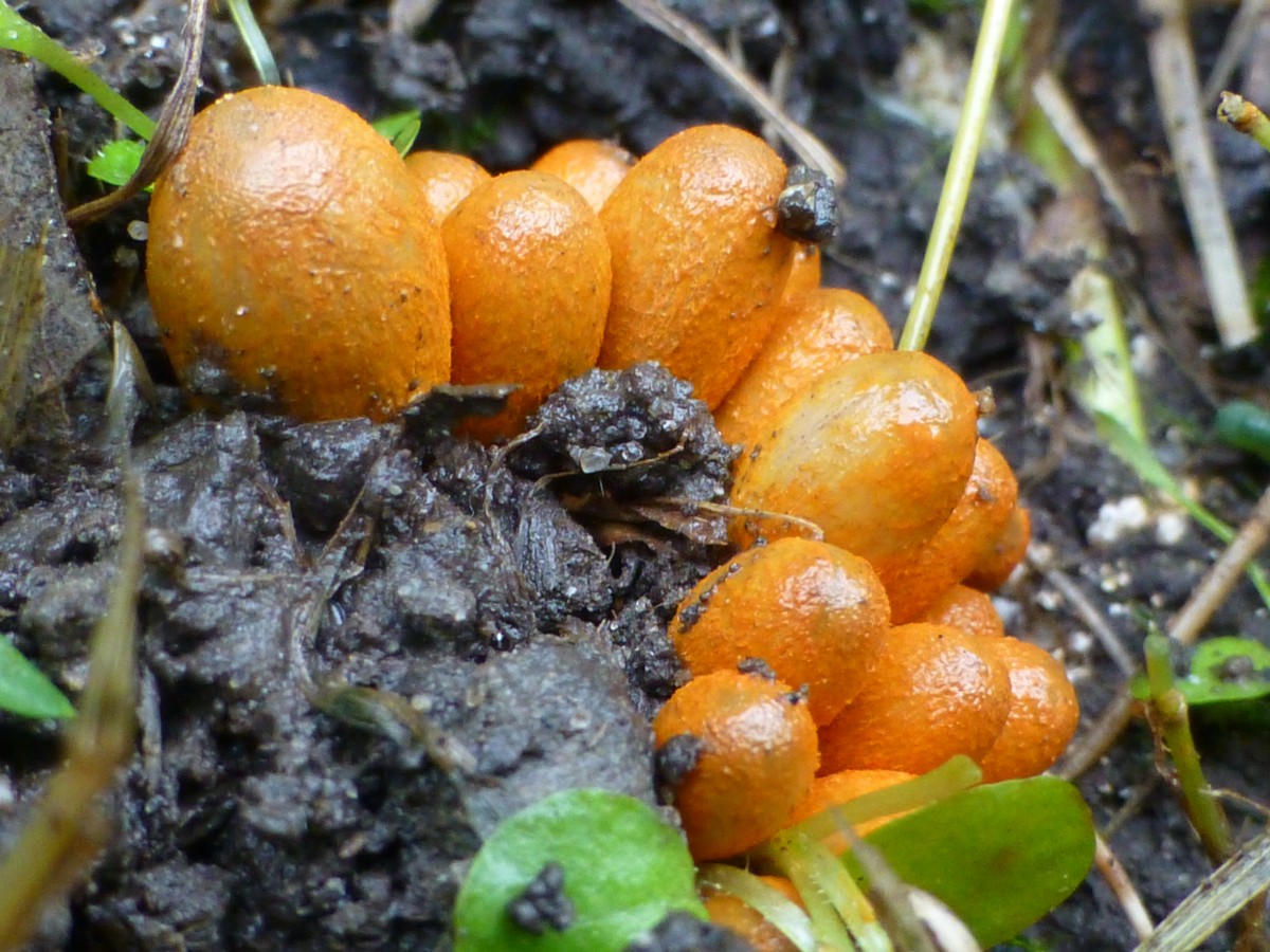 Coprinopsis erythrocephala (door Tjerk Nawijn)