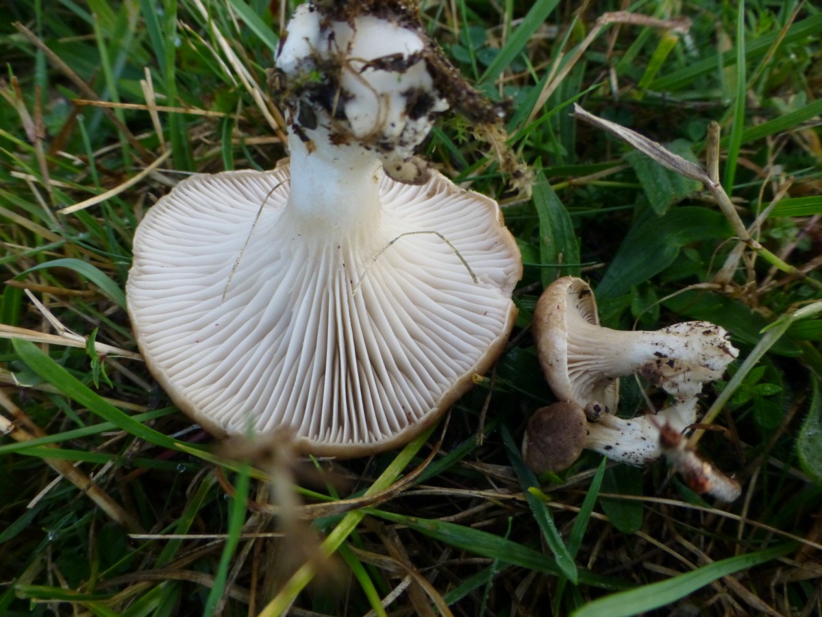 Pleurotus eryngii (door Tjerk Nawijn)