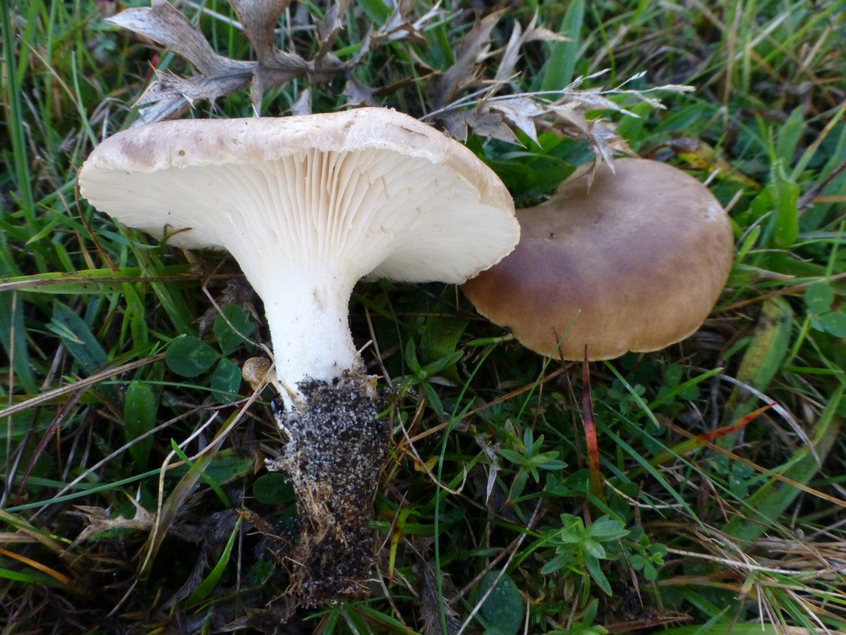 Pleurotus eryngii (door Tjerk Nawijn)