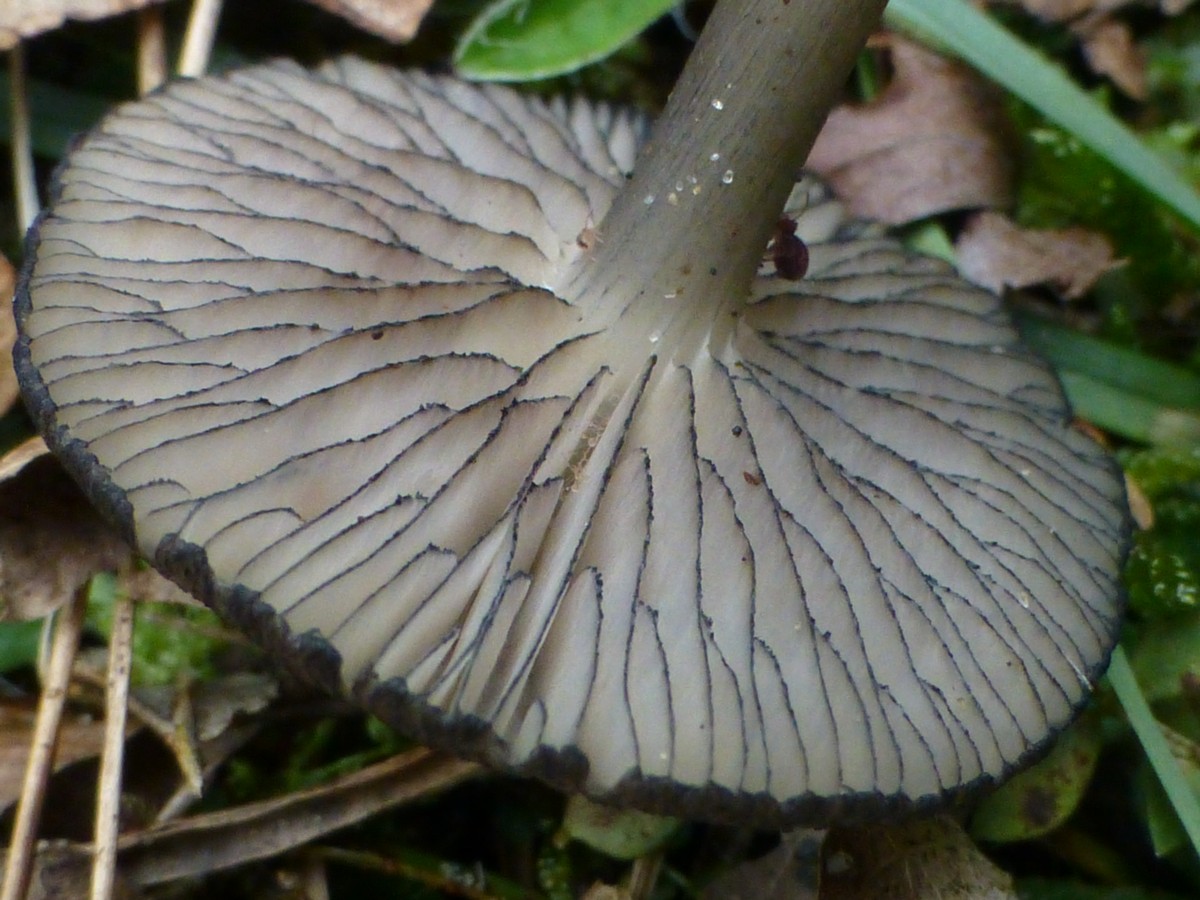 Entoloma serrulatum (door Tjerk Nawijn)