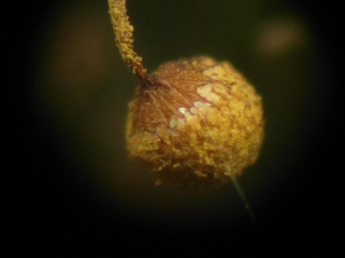 Cribraria aurantiaca (door Tjerk Nawijn)