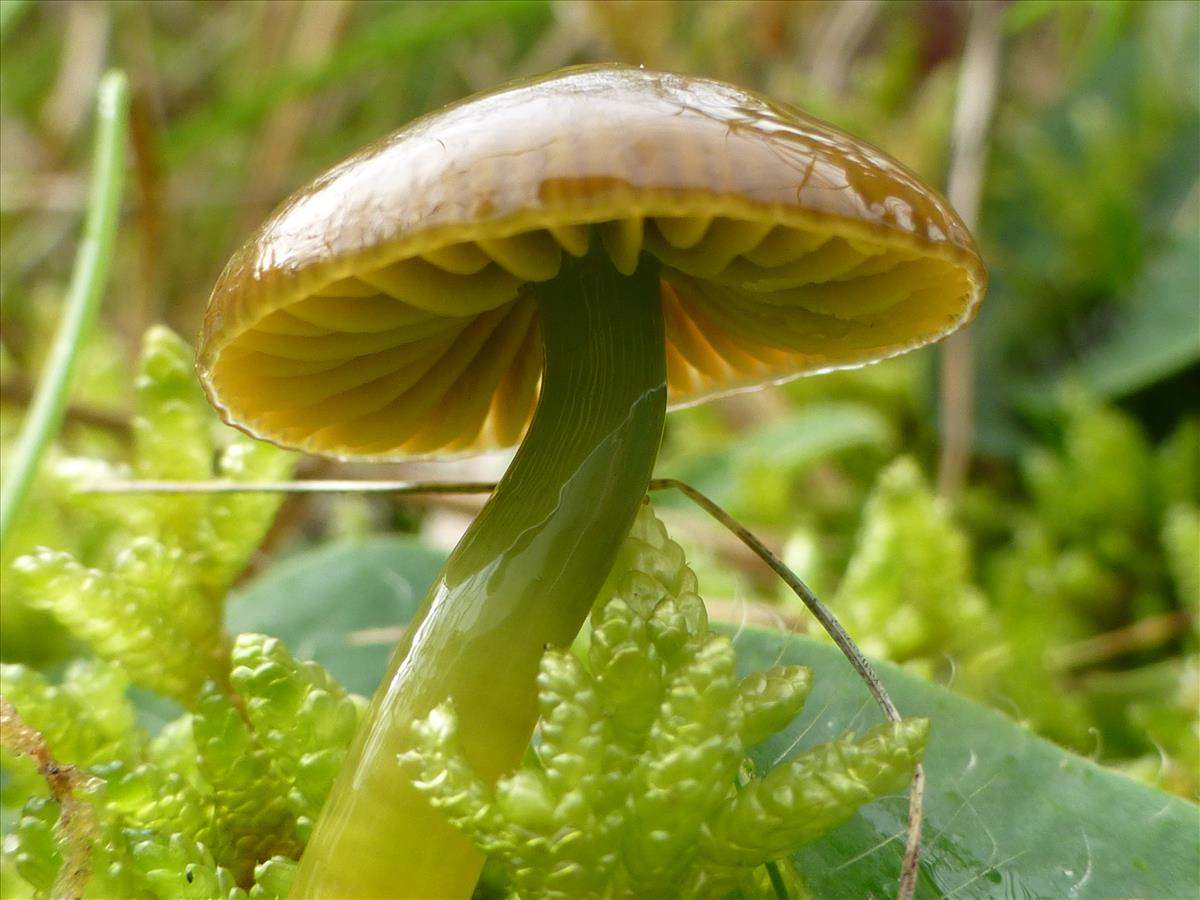 Hygrocybe psittacina (door Tjerk Nawijn)