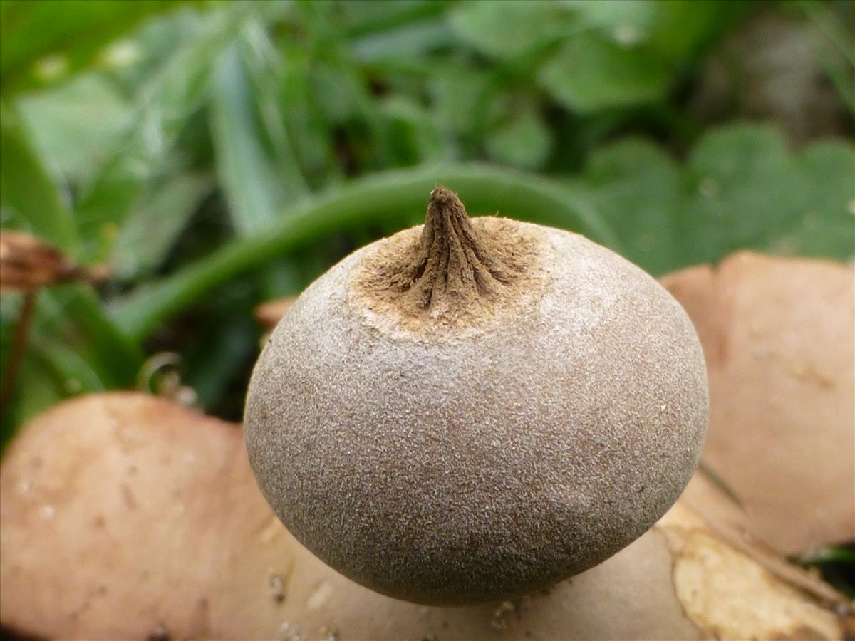 Geastrum schmiedelii (door Tjerk Nawijn)