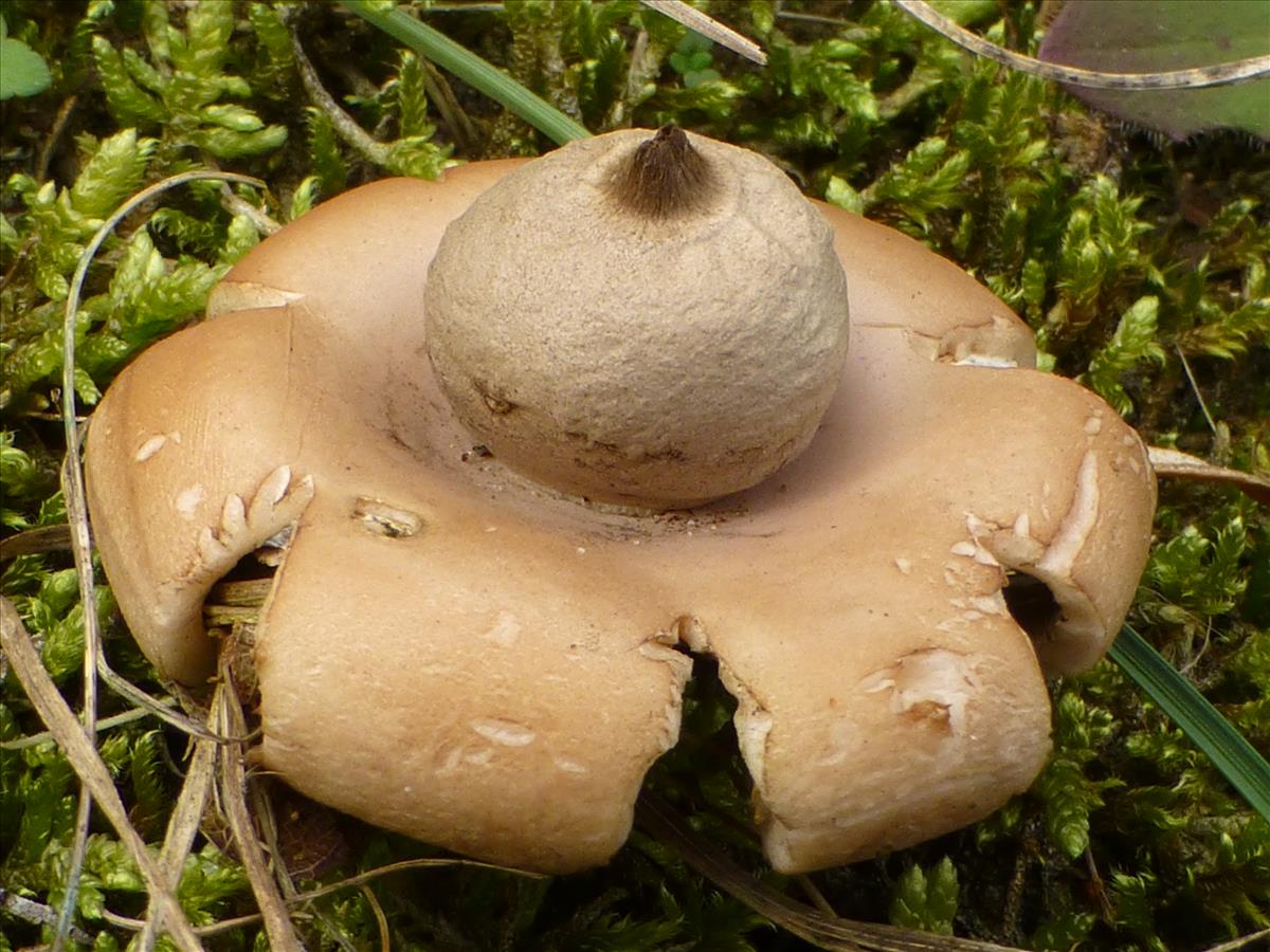 Geastrum saccatum (door Tjerk Nawijn)