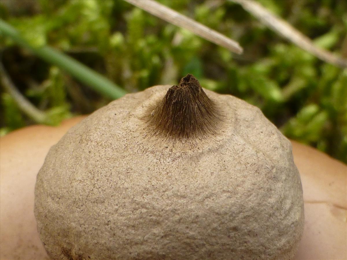 Geastrum saccatum (door Tjerk Nawijn)