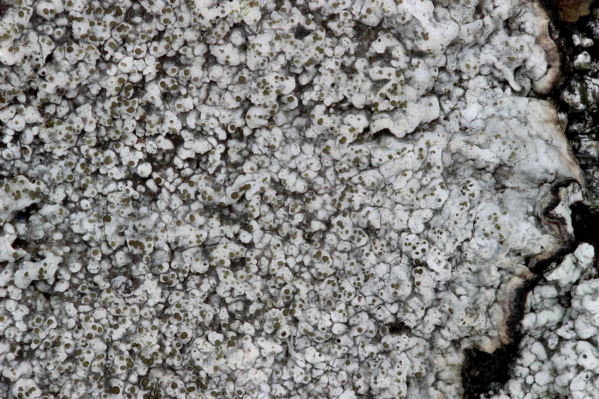 Pertusaria pseudocorallina (door Arjan de Groot)