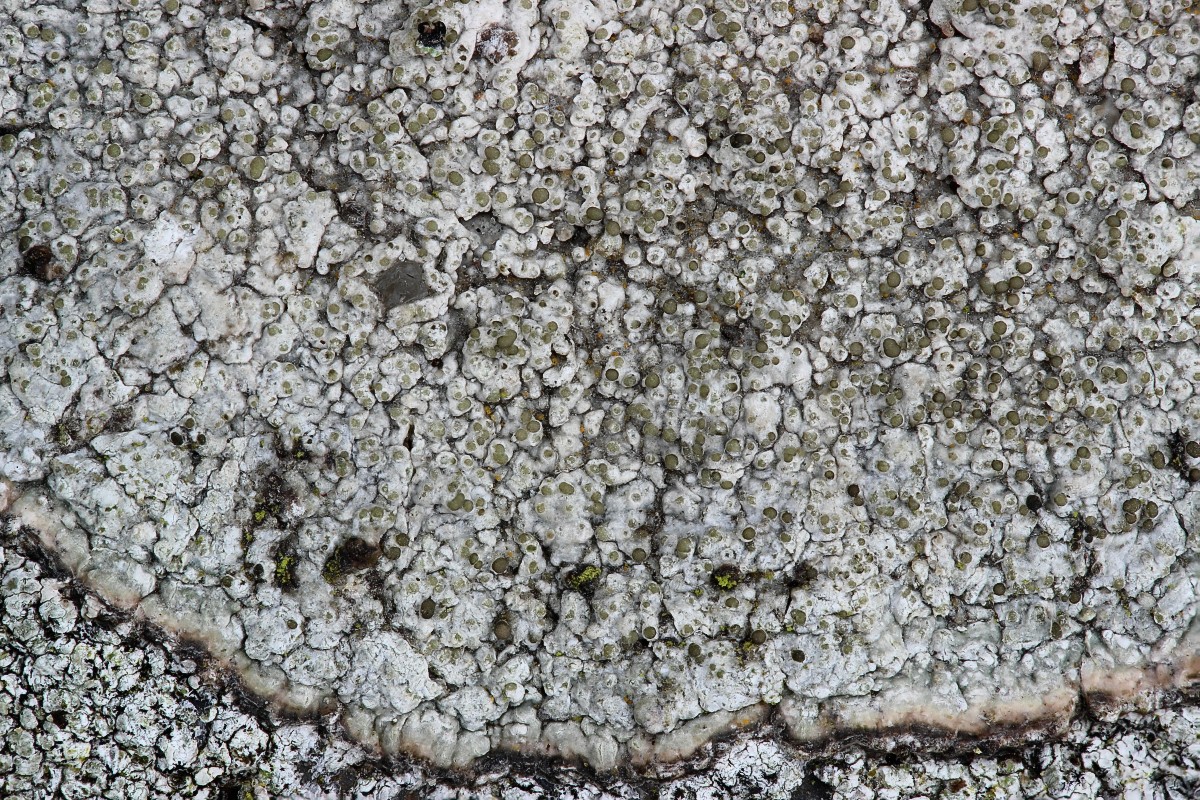 Pertusaria pseudocorallina (door Arjan de Groot)