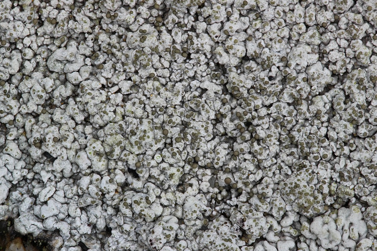 Pertusaria pseudocorallina (door Arjan de Groot)